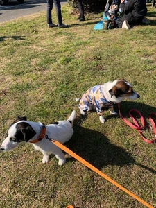 犬 / 犬と遊んでいると癒される