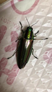 A jewel beetle / It brings good financial luck.