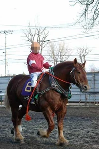 A horse / It's my hobby, and touching a horse makes me feel relaxed, so this is what gives me peace of mind.