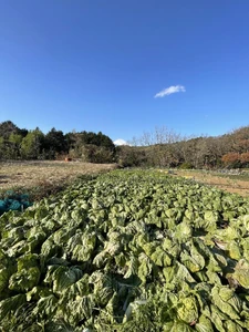 キャベツ / 野菜は実物があって信用出来ると感じたから。健康的だから。