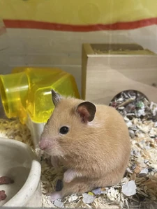 My pet hamster / Because when I'm with my pet I don't think about anything else, so I feel reassured and relax.