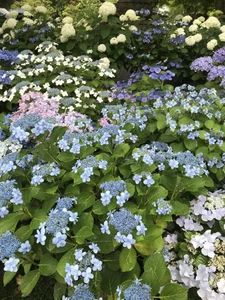 植物 / 植物が好きできれいだから