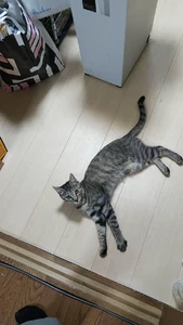 猫 / かわいいから