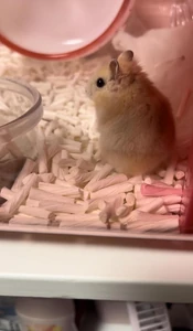 A hamster / Because this is my only comfort living alone and it is my precious family.