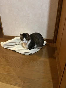 愛猫  / 愛猫と触れ合うとストレスが軽減する。一緒に寝ると安心する。