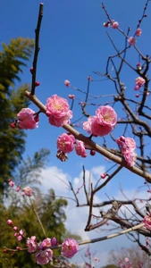 Plum blossoms / Because it was beautiful.