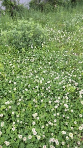 White clovers / The title of my favorite song is 'Promise' in Japanese. / I happened to find white clovers, whose flower word is 'promise', so I took a picture.