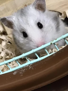 A hamster / Because it's cute.