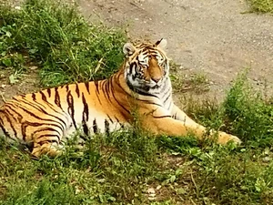 A Siberian tiger at a safari park / Animals receive excellent care at the safari park and look to be living freely and at ease.