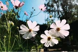 心を落ち着かせられる / 花が好き、どんな花でも好き