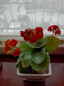 Kalanchoe / It's a symbol of health and long life. I admire flowers and cherish life.