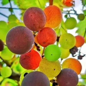 Fruit / Natural, pure, colorful.