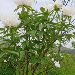 Chinese peony / I feel joy in the untainted white color.