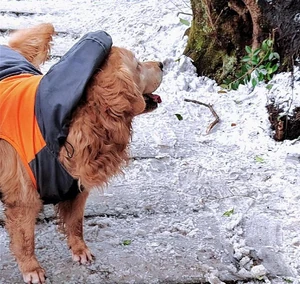 雪の中の子犬 / 子犬はとても忠実でかわいい