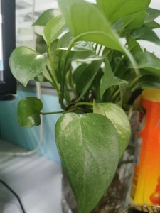 Golden pothos / I feel calm when I go to work.