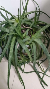 An aloe plant / Aloe is very easy to raise and has many uses. You can leave them alone for half a month, so they're very reassuring.