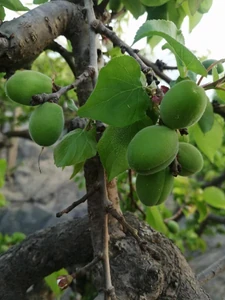 A peach plant starting to blossom / It has vitality.