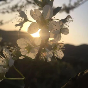 Flowers at sunrise / It's very beautiful and romantic.