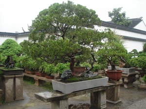 A view of greenery in a residential area / Every time I see it, it calms my heart.