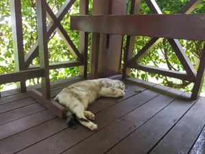 A cat / I went on vacation and I thought it was wonderful.