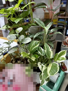 木 / リラックスできる自然。爽やかと感じる緑色。植樹することは、世界をより良くすると感じる。