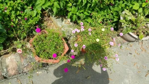 Flowers growing in my garden at home / Because I think they're very beautiful.