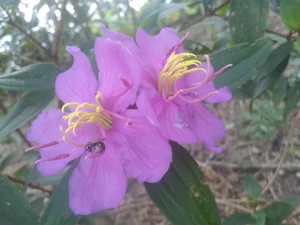 A branch of a wildflower / I think nature outdoors is interesting, and my life is colorful.