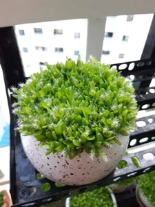 A planter with dragon fruit sprouts growing in it / This is a very cute picture that helps me relax mentally.