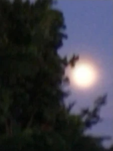 Trees and a bright moon / Because I like that atmosphere.