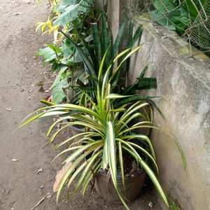 植物 / 心が落ち着くから