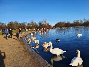 Swans in a lake. / It is so calming watching the swans. And the blue water makes it all calmer.