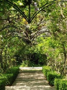 Nature / It looked very pretty under the sunlight. And it was during a trip to Cambodia. The scenery there was pretty so I decided to take a photo to remember it.